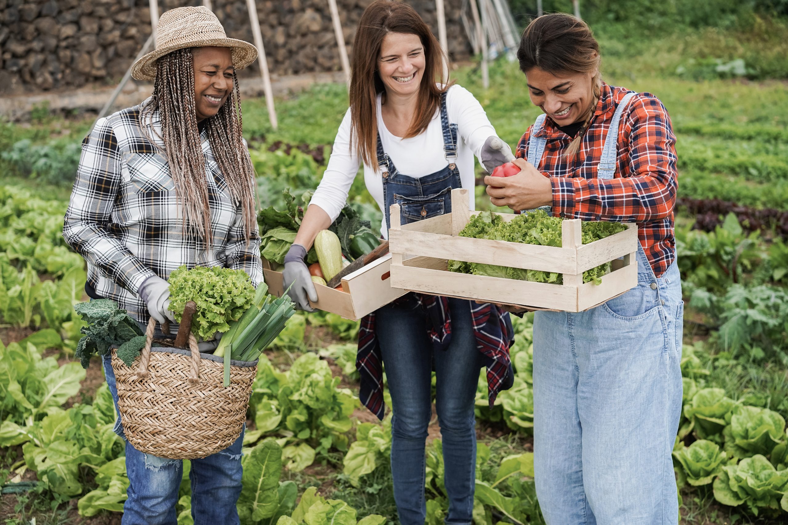 Multiracial women holding wood boxes with fresh organic vegetables - Main focus hand holding pepper